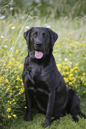 Black Lab DP219