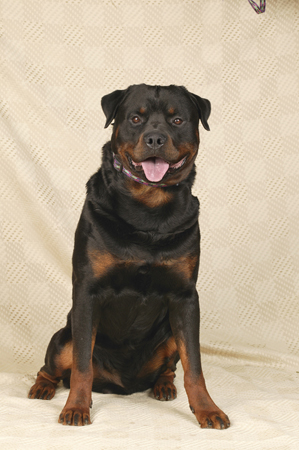 Rottweiler Sitting DP225