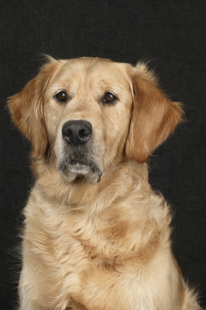 Golden Retriever DP226