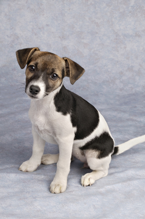 Jack Russell Puppy DP234