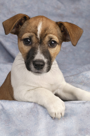 Jack Russell Puppy DP235