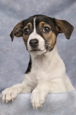 Jack Russell Puppy DP237