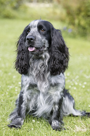 Dog in Garden DP243