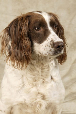 Brown & White Dog DP246