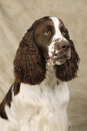 Brown & White Dog Portrait DP248