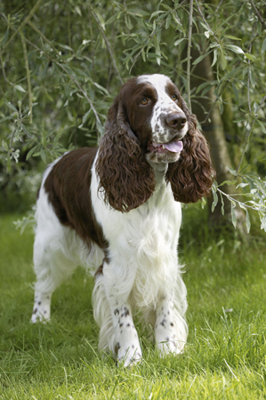 Dog in Garden