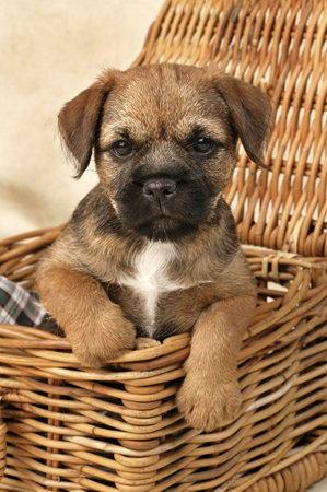 Puppy in Basket DP256