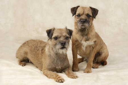 Two Scruffy Dogs DP261