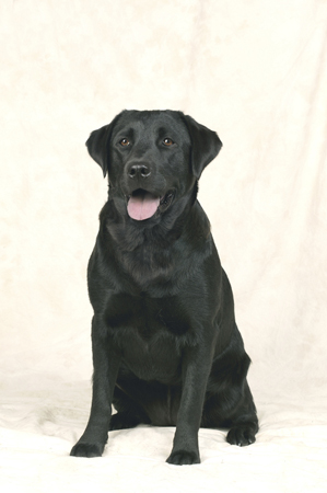 Black Lab DP263