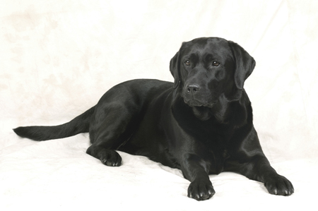 Black Lab Lying DP264