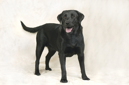 Black Lab Standing DP265