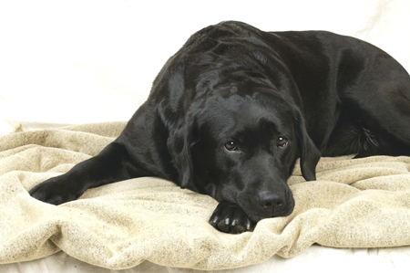 Black Lab on Towel DP267