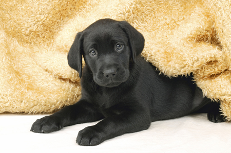 Black Lab Puppy DP279A