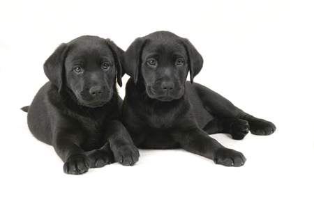 Two Black  Lab Puppys DP281