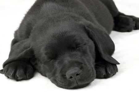 Sleeping Black Lab DP282