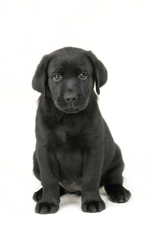 Black Lab Puppy DP283