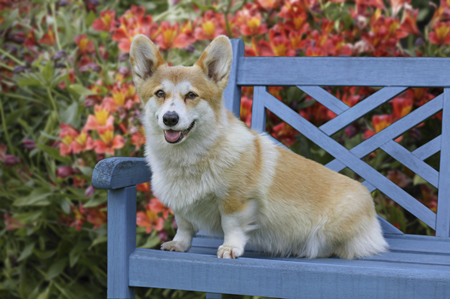 Corgi on Bench DP290