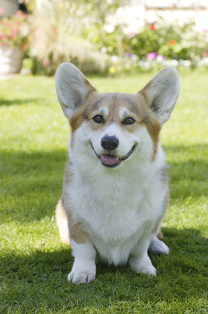 Corgi in Garden DP292A