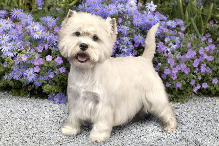 Westie in Garden DP308