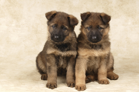 German Shepherd Pups DP311