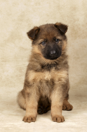 German Shepherd Portrait DP314