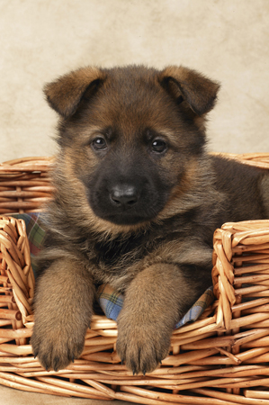 Puppy in Basket DP315