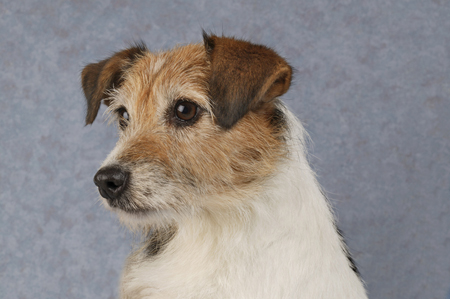 Jack Russell DP316