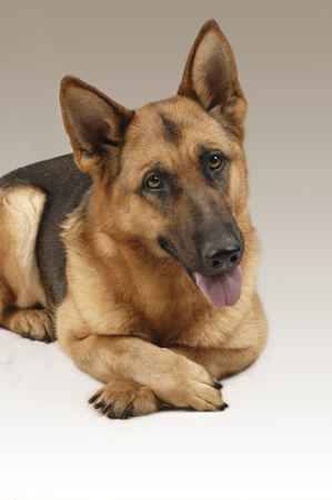 Adult German Shepherd DP318