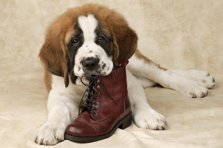 St. Bernard & Shoe DP320