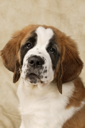 St. Bernard Pup DP323