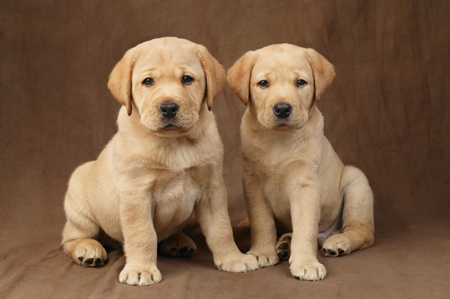 Two Lab Pups DP325