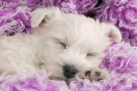 Sleeping Puppy DP334