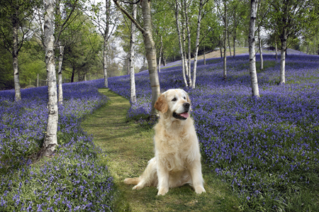 Golden Retriever in Woods DP338