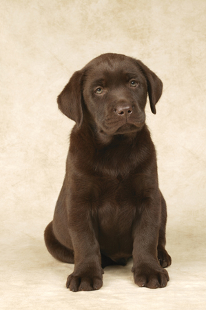 Chocolate Lab DP339