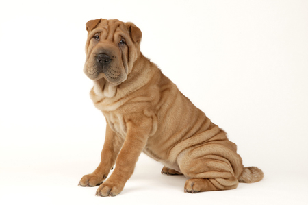 Shar-Pei Side on DP341