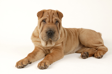 Shar-Pei Laying Down DP342