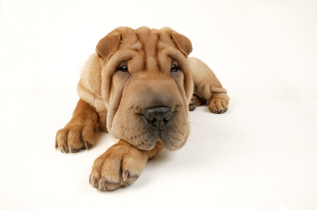 Shar-Pei Portrait DP343