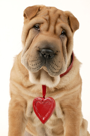 Shar-Pei & Heart DP345