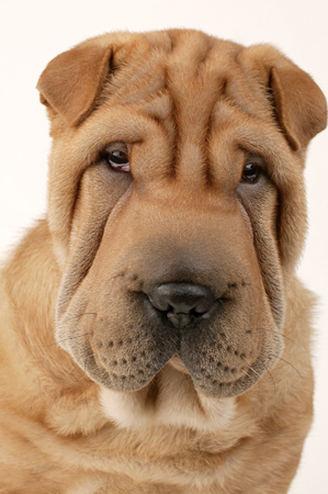 Shar-Pei Face DP346