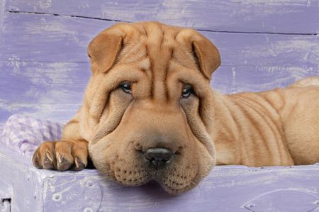 Shar-Pei on Bed DP347