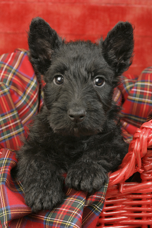 Scottish Terrier DP348