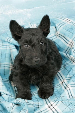 Black Westie on Rug DP349