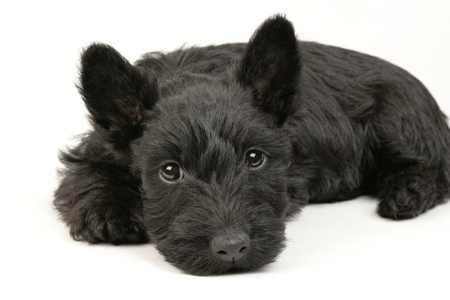 Black Westie Lying Down DP351