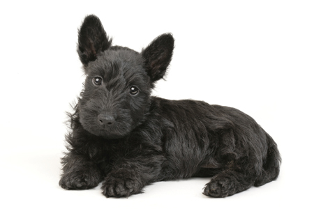 Alert Black Westie DP352