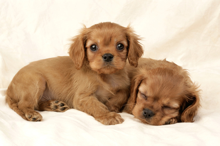 Two Puppies DP353