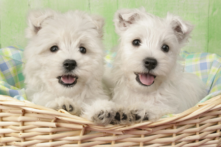 Puppies in Basket DP355