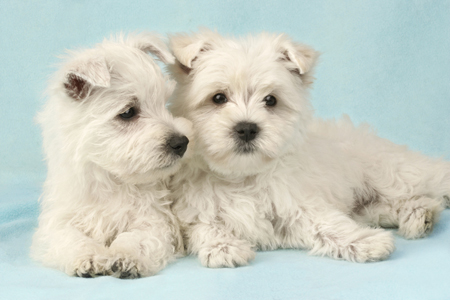 Two White Puppies DP356