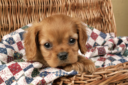 Puppy in Basket DP358