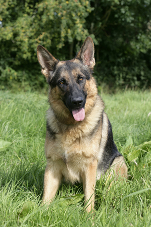 German Shepherd in Field DP365