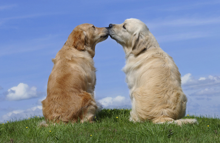 Dogs Kissing DP366